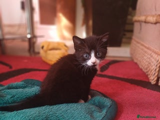 British Shorthair cats - Advert 28