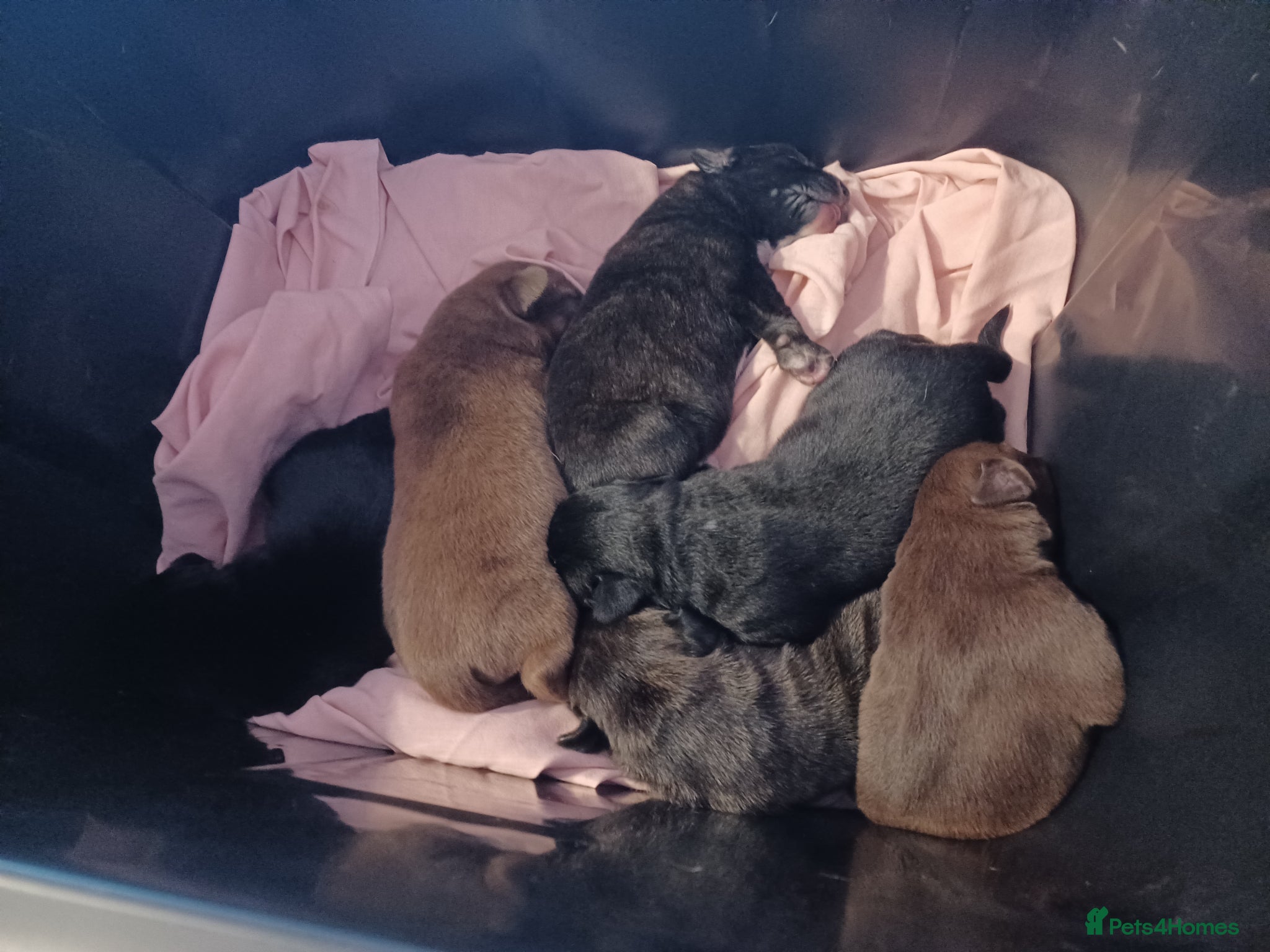 Mixed Breed dogs CANE COLLIE hybrid  - Advert 8