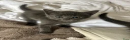 Mixed Breed cats for sale: Beautiful kittens  - Advert 37