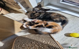 Mixed Breed cats for sale: 4 beautiful moggie girls  - Image 11