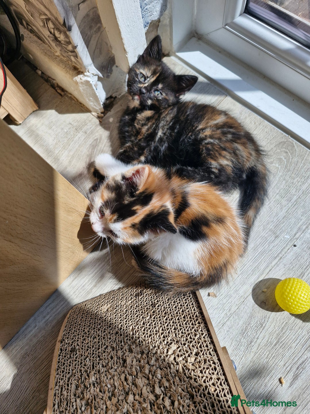 Mixed Breed cats for sale: 4 beautiful moggie girls  - Image 11