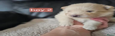 Pomeranian 2