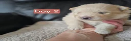 Pomeranian dogs for sale: Beautifull litter of full pomeranians - Advert 7