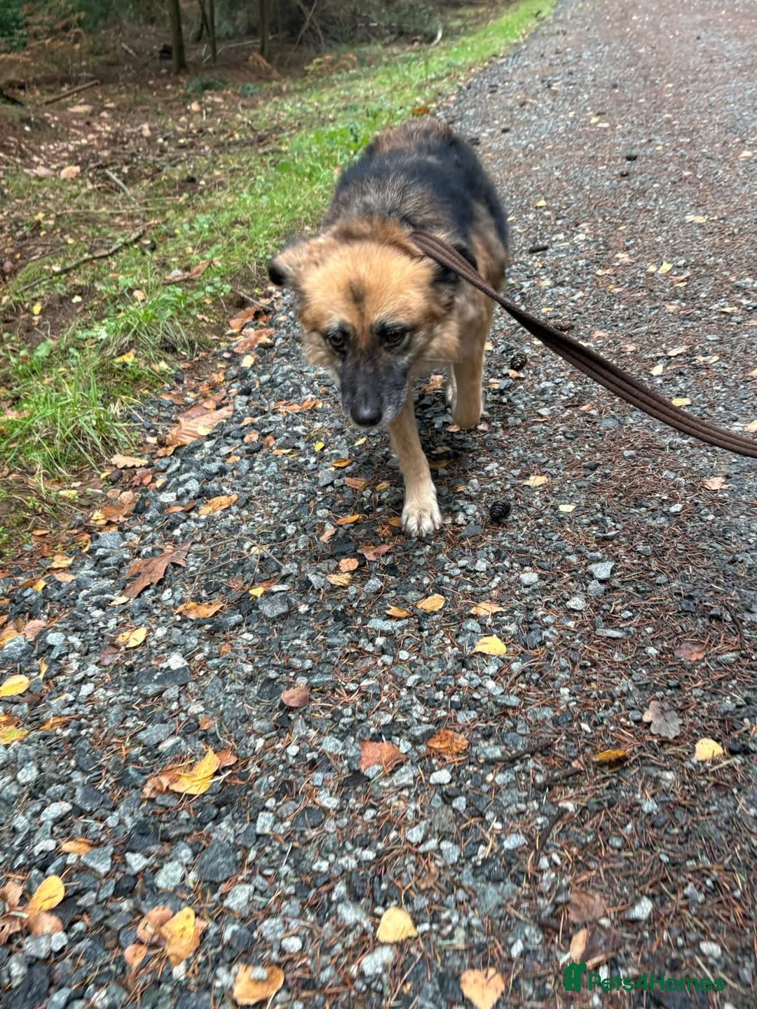 Mixed Breed dogs for adoption: Sian - Norwich Norfolk  - Advert 6
