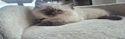 Ragdoll cats for sale: 4 beautiful ragdolls: gccf certified  - Advert 6