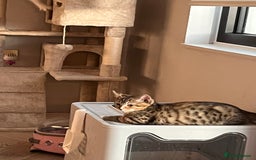 Mixed Breed cats for sale: Adorable Kittens Looking for Their Forever Homes - Image 2