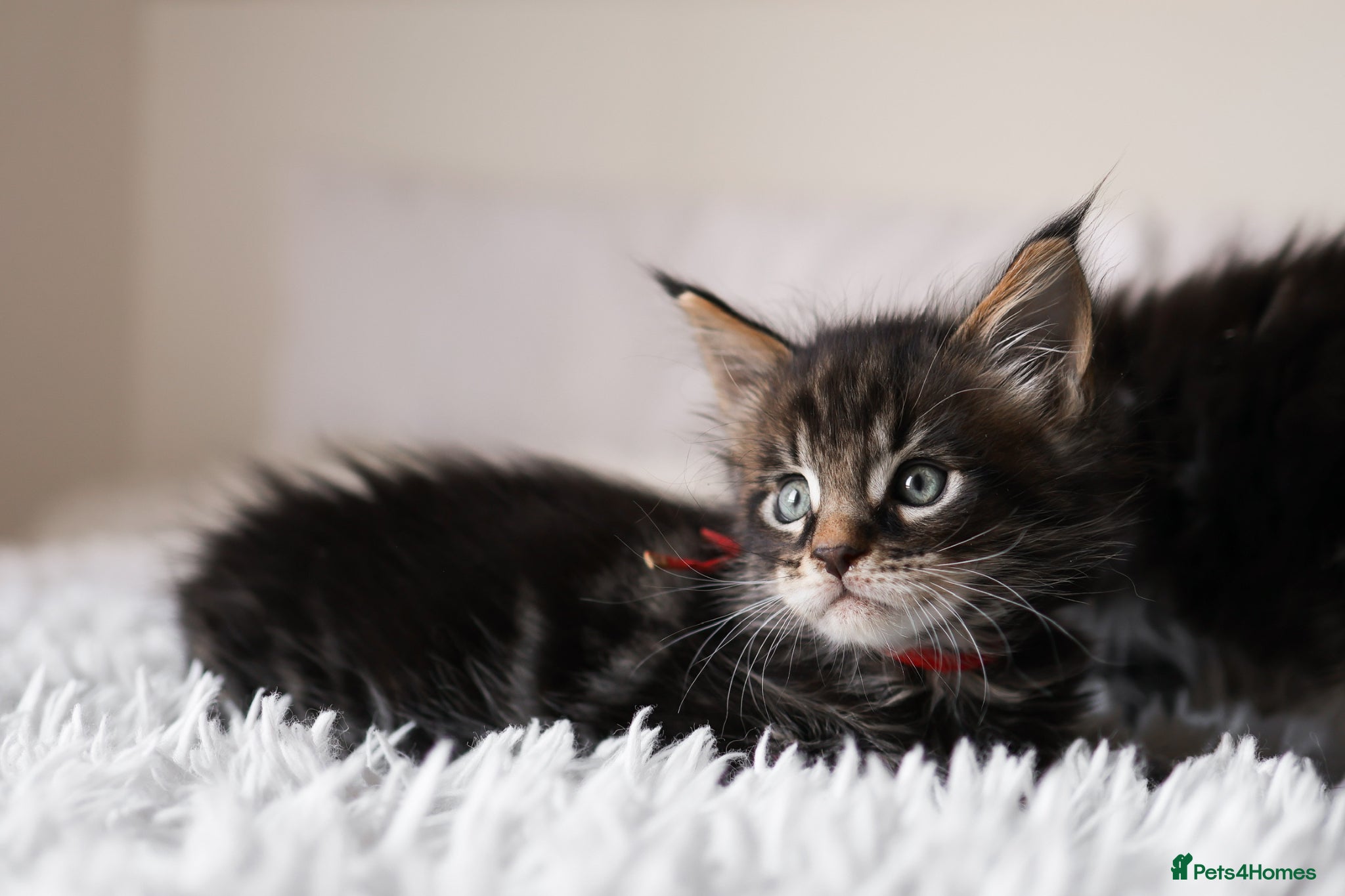 Maine Coon cats 3 Beautiful Russian import Maine coon kittens TICA - Advert 1