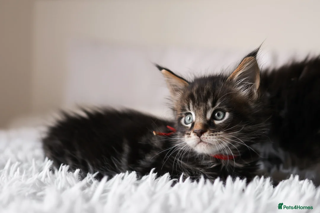 Maine Coon cats for sale: 3 Beautiful Russian import kittens TICA  - Advert 1
