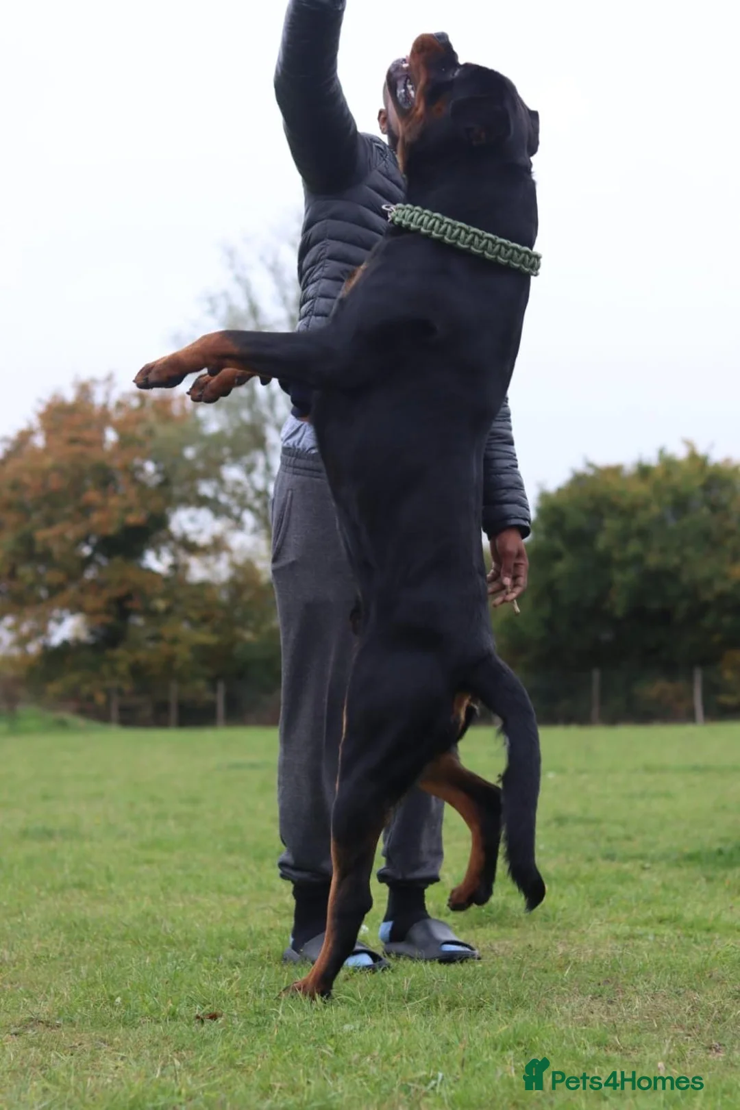 Rottweiler dogs for stud: HEALTH TESTED KC ROTTWEILER STUD 0/0 HIPS & ELBOWS - Advert 7