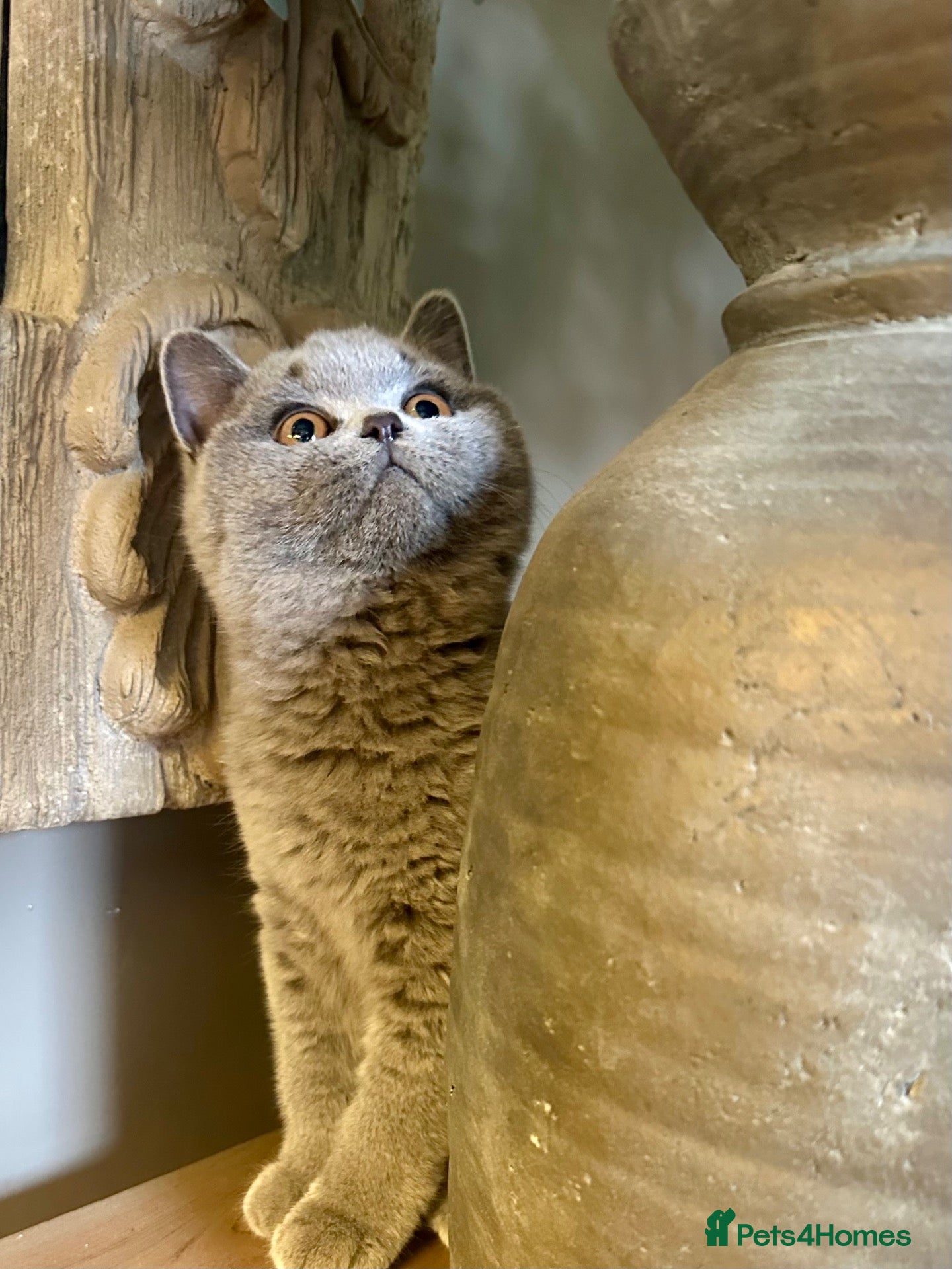 British Shorthair cats Reduced, ready now - Advert 2