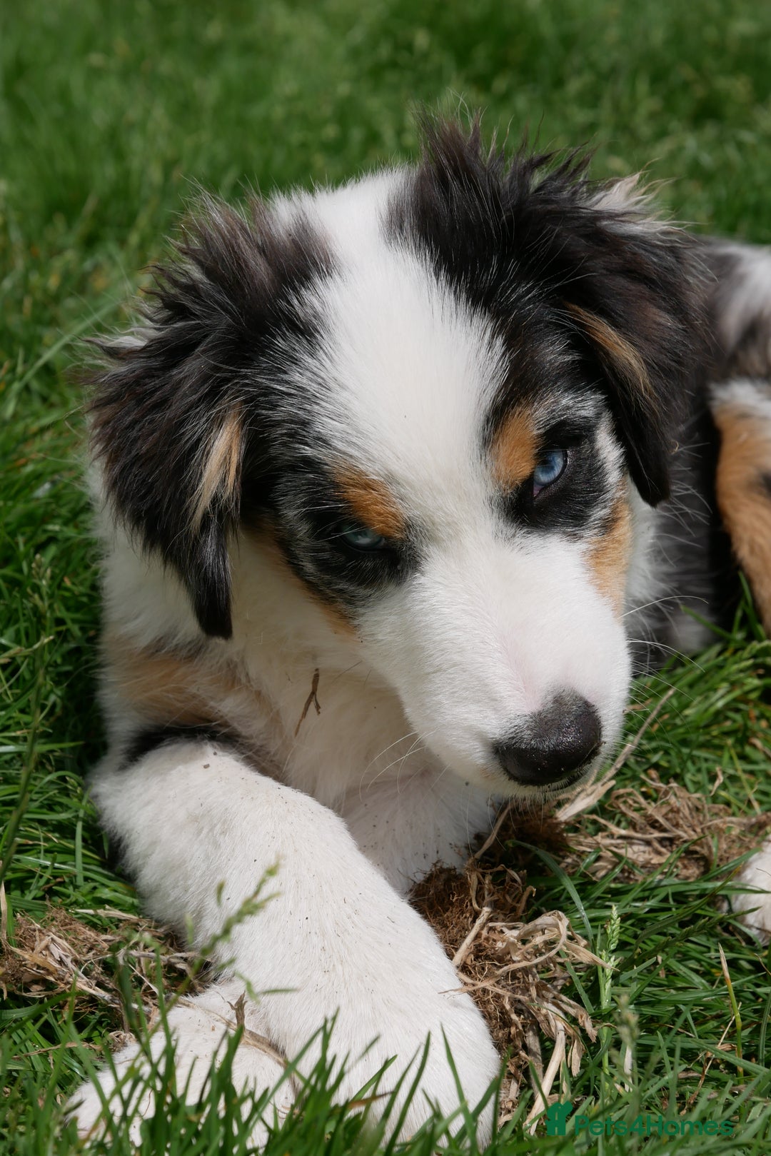 Miniature American Shepherd dogs for sale: Miniature American Shepherd - Image 4