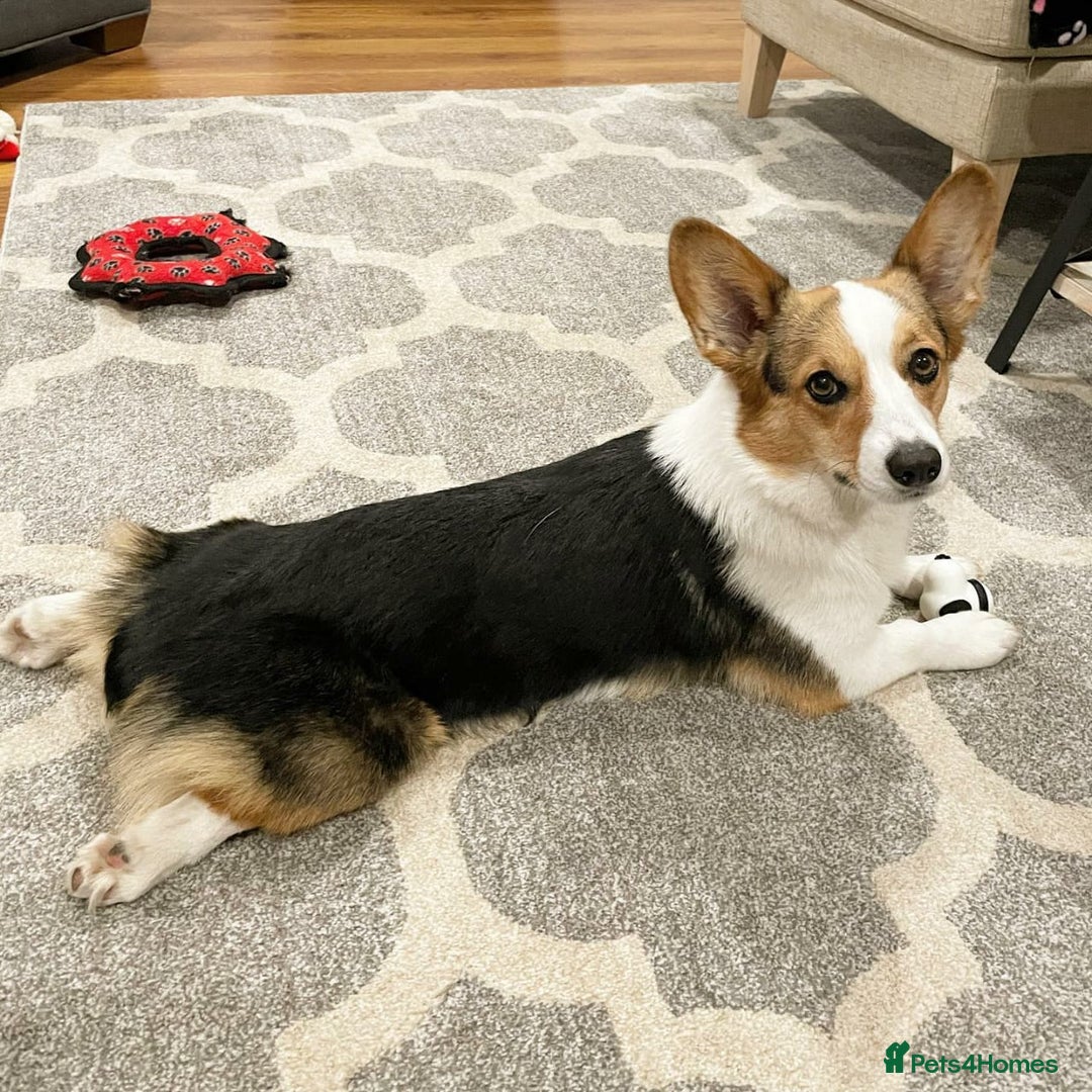 Welsh Corgi Pembroke dogs for sale: Pembroke Welsh Corgi Looking For Her Forever Home - Advert 4