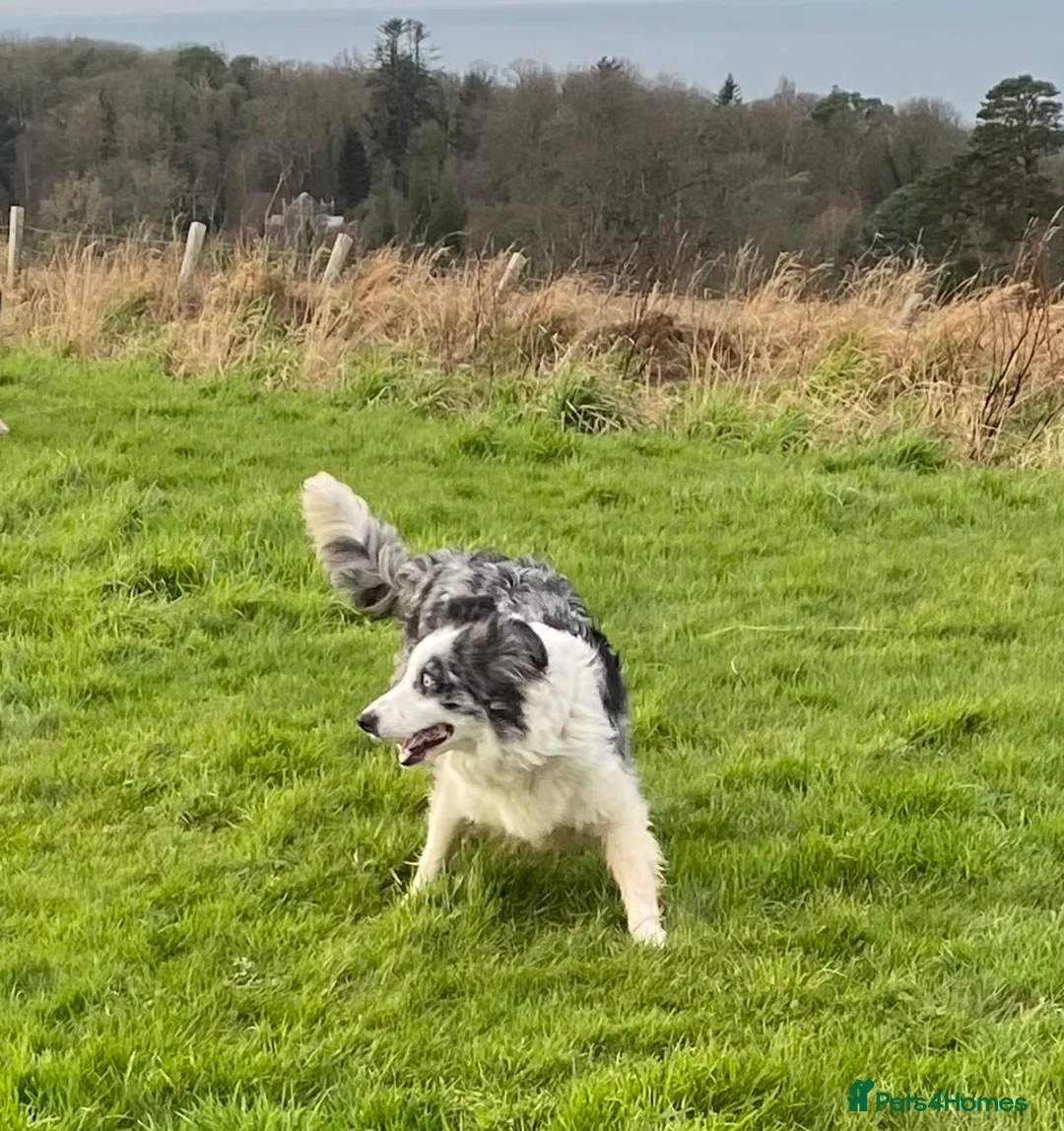 Border Collie dogs for sale: Classic Long Coated Border Collie Pups - Advert 2