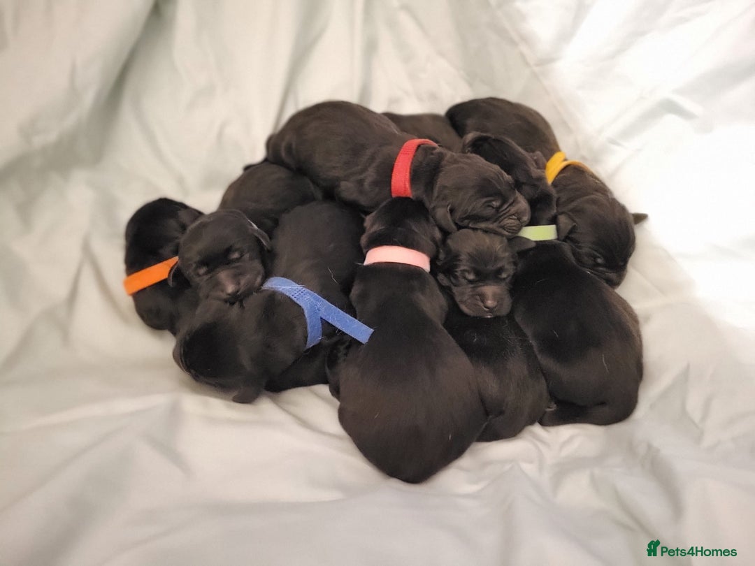Labrador Retriever dogs for sale: Family-Raised Labrador Pups from Therapy Dog Mum - Image 2
