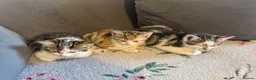 Mixed Breed cats for sale: 3 Kittens Looking for Loving Homes in Barking - Advert 3
