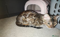 Bengal cats for sale: 😺 Rehoming TICA Bengal Cats Ready for New Home 🏡 - Image 2