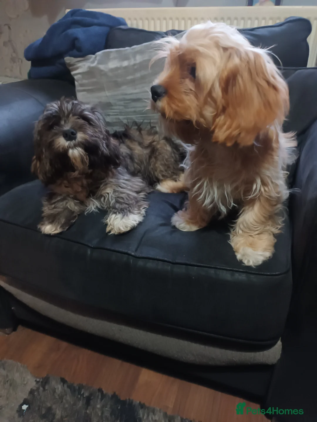 Cava Tzu dogs for sale: Cava-Tzu pups - Advert 2