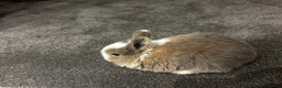 Mixed Breed rabbits for sale: Mini lop x lop - Advert 7