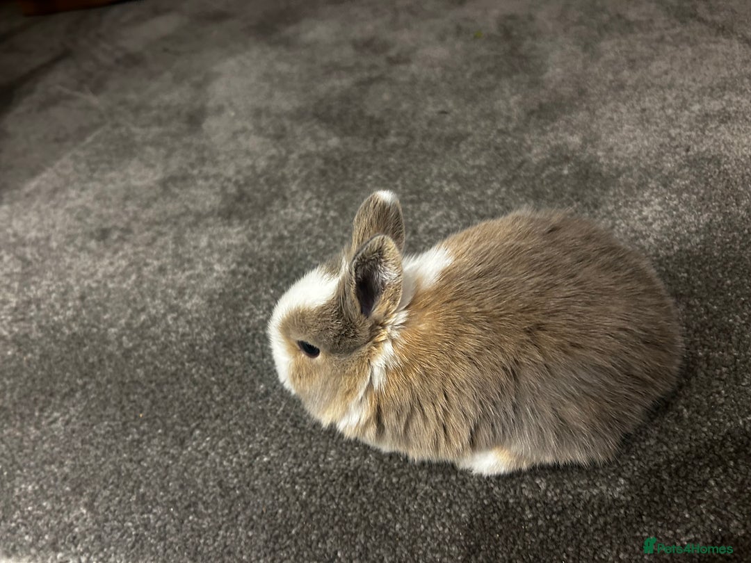 Mixed Breed rabbits for sale: Mini lop x lop - Advert 7
