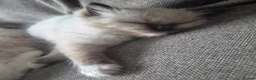 Ragdoll cats for sale: Ragdoll Kittens 😸 ♥️ - Advert 9