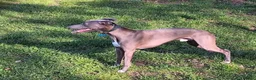 Whippet dogs for sale: Whippet puppies  - Advert 4