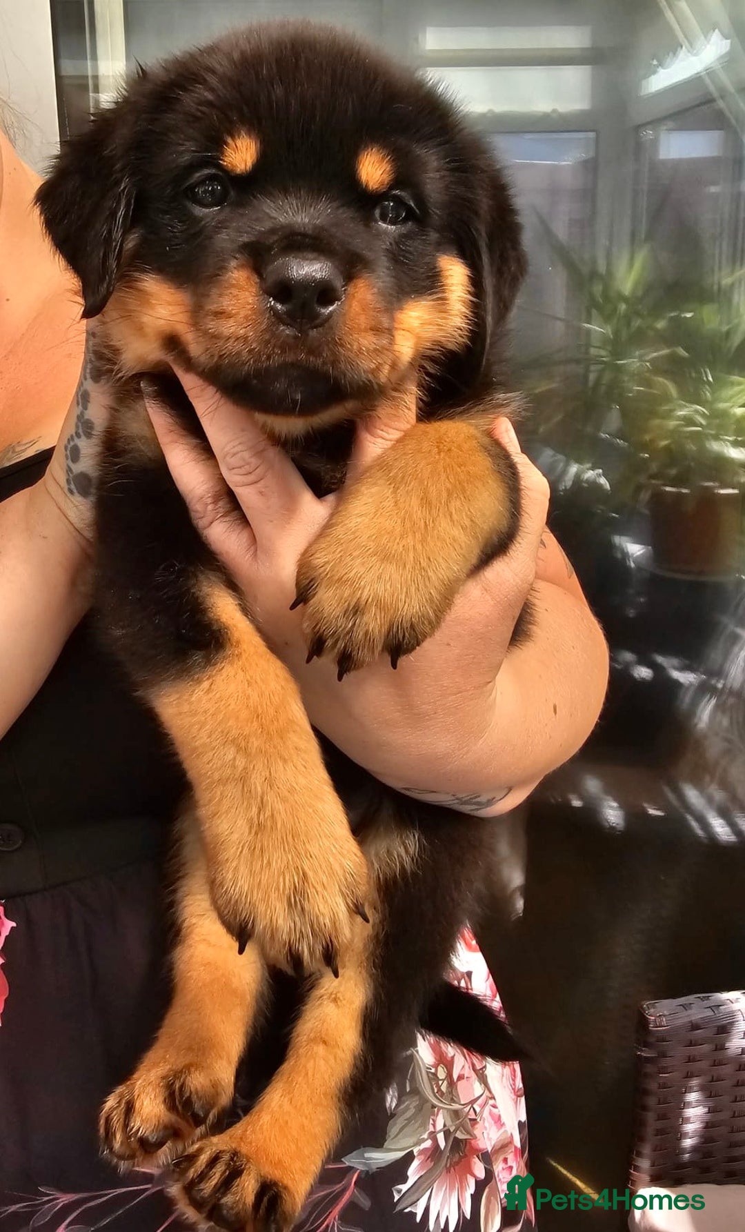 Rottweiler dogs for sale: Superb litter of dual purpose Rottweiler puppies. - Image 21