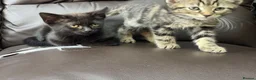Mixed Breed cats for sale: Beautiful 9-Weeks Ready for Their New Home in Stoke-on-Trent - Advert 4