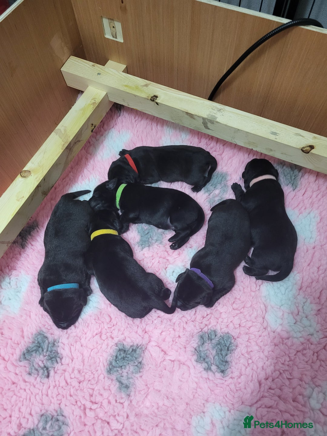 Labrador Retriever dogs for sale: Labrador puppies - Advert 5