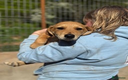 Mixed Breed dogs for adoption: Snoop needs a home with another dog! - Image 1