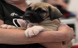 Mixed Breed dogs for sale: Presa Canario x Boerboel Puppies in Bromley - Image 12