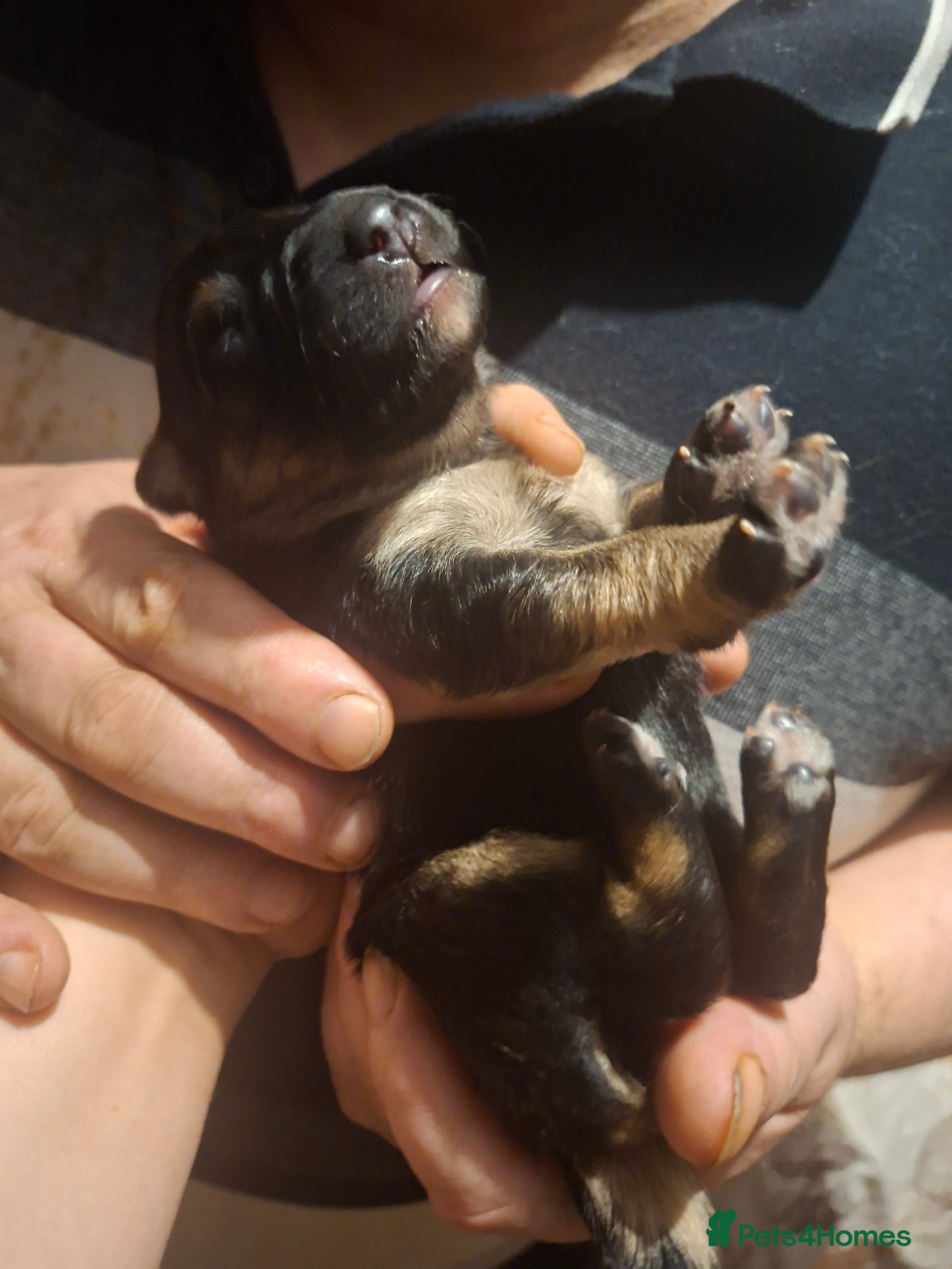 Golden Shepherd dogs Gorgeous golden Shepherds - Advert 1