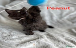 Persian cats for sale: **Last 2** Stunning litter of Persian/Ragdolls - Image 6