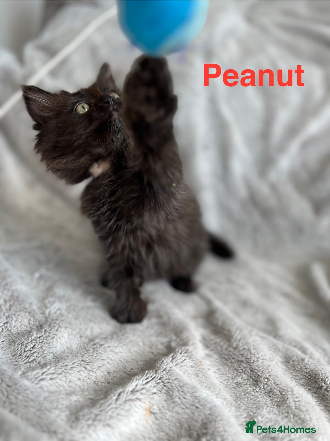 Persian cats for sale: **Last 2** Stunning litter of Persian/Ragdolls - Image 6
