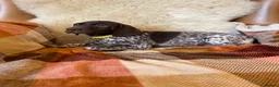 German Shorthaired Pointer dogs for sale: Kc female GSP - Advert 12