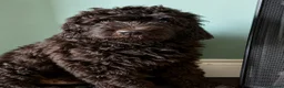 Newfypoo dogs for sale: 8 Beautiful F1 Newfypoo Puppies  - Advert 2