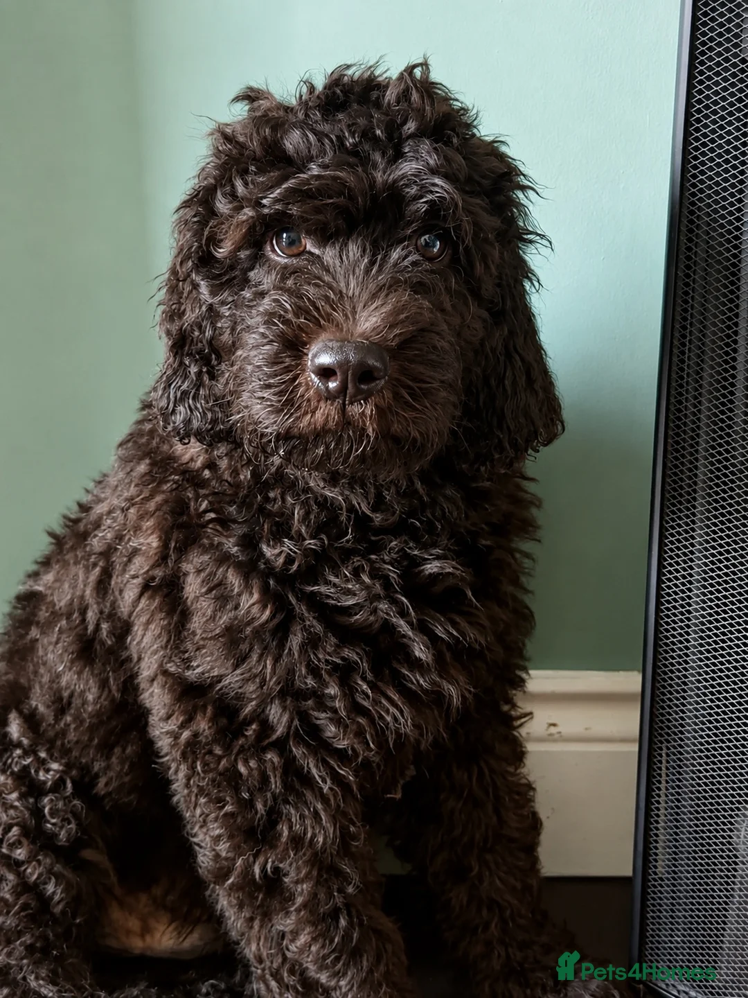 Newfypoo dogs for sale: 8 Beautiful F1 Newfypoo Puppies  - Advert 2