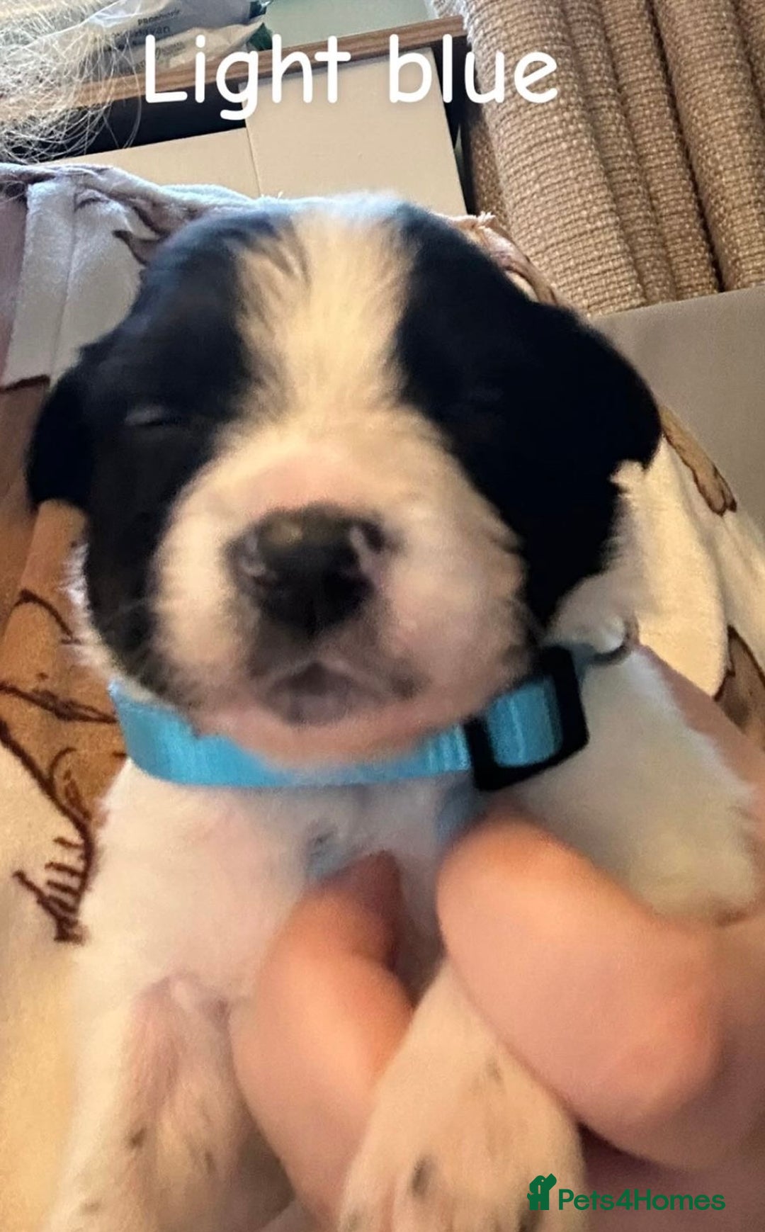 Border Collie dogs for sale: 10 beautiful chunky Border Collies - Image 10