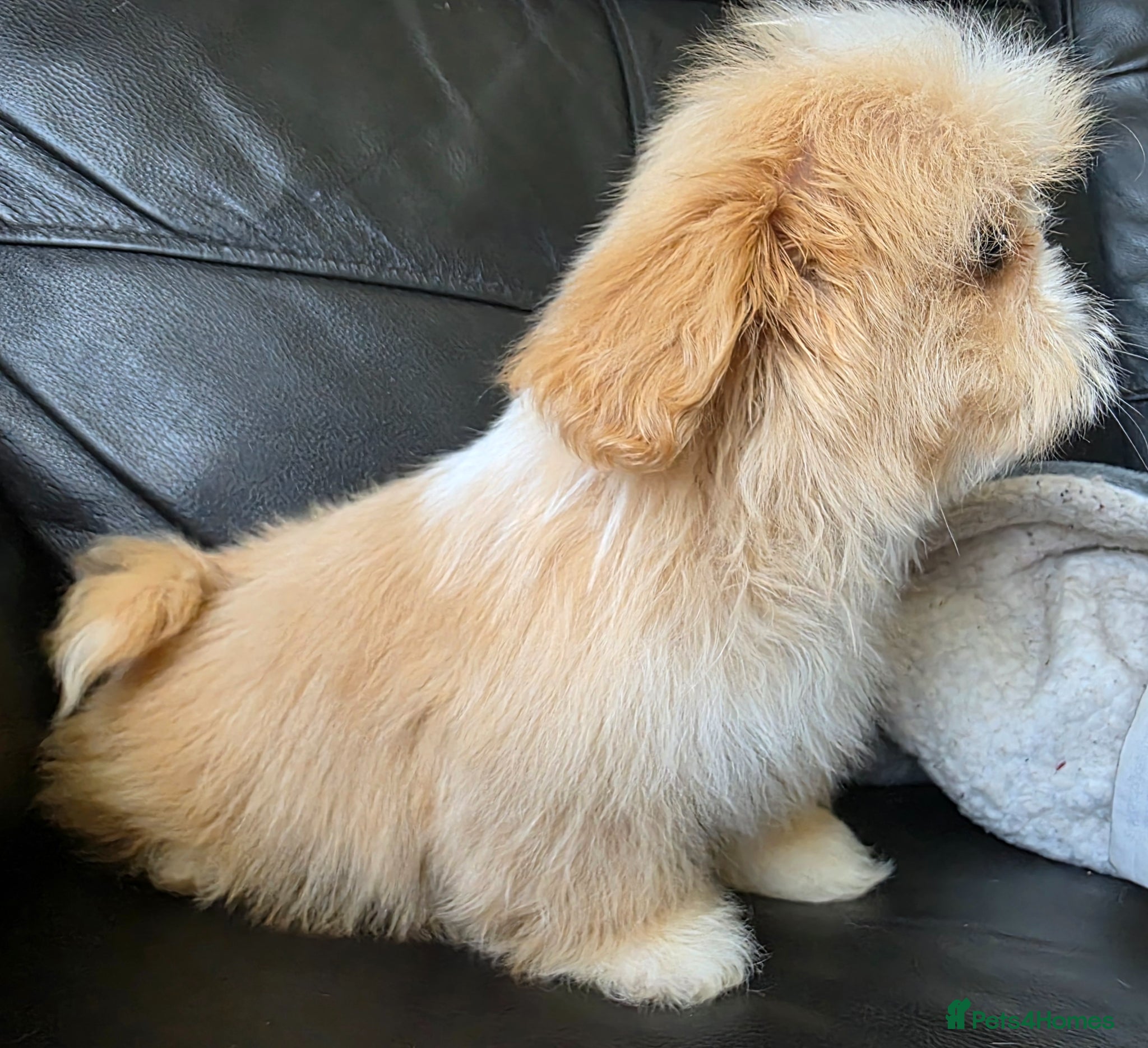 Shih Tzu dogs Stunning KC Reg Imperial shih tzu s ready now - Advert 2