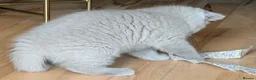 Selkirk Rex cats for sale: 😻 Beautiful Selkirk Rex Kittens 😻 - Advert 18