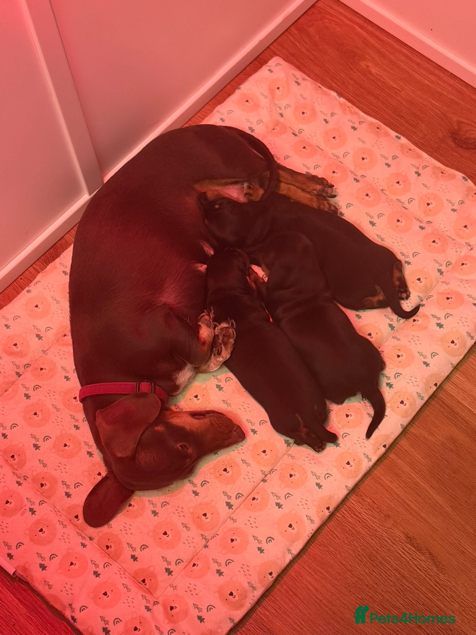 Miniature Dachshund dogs Black and Tan miniature dachshund pups for sale - Advert 1