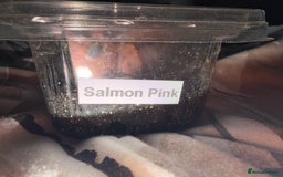 Tarantulas invertebrates for sale: salmon pink juvenile  - Advert 2