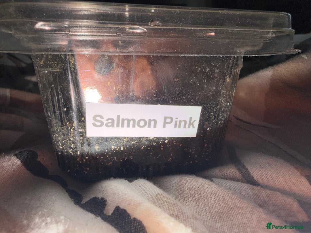 Tarantulas invertebrates for sale: salmon pink juvenile  - Advert 2