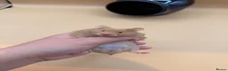 Hamster rodents for sale: Adorable PEDIGREE Syrian baby’s - Advert 4
