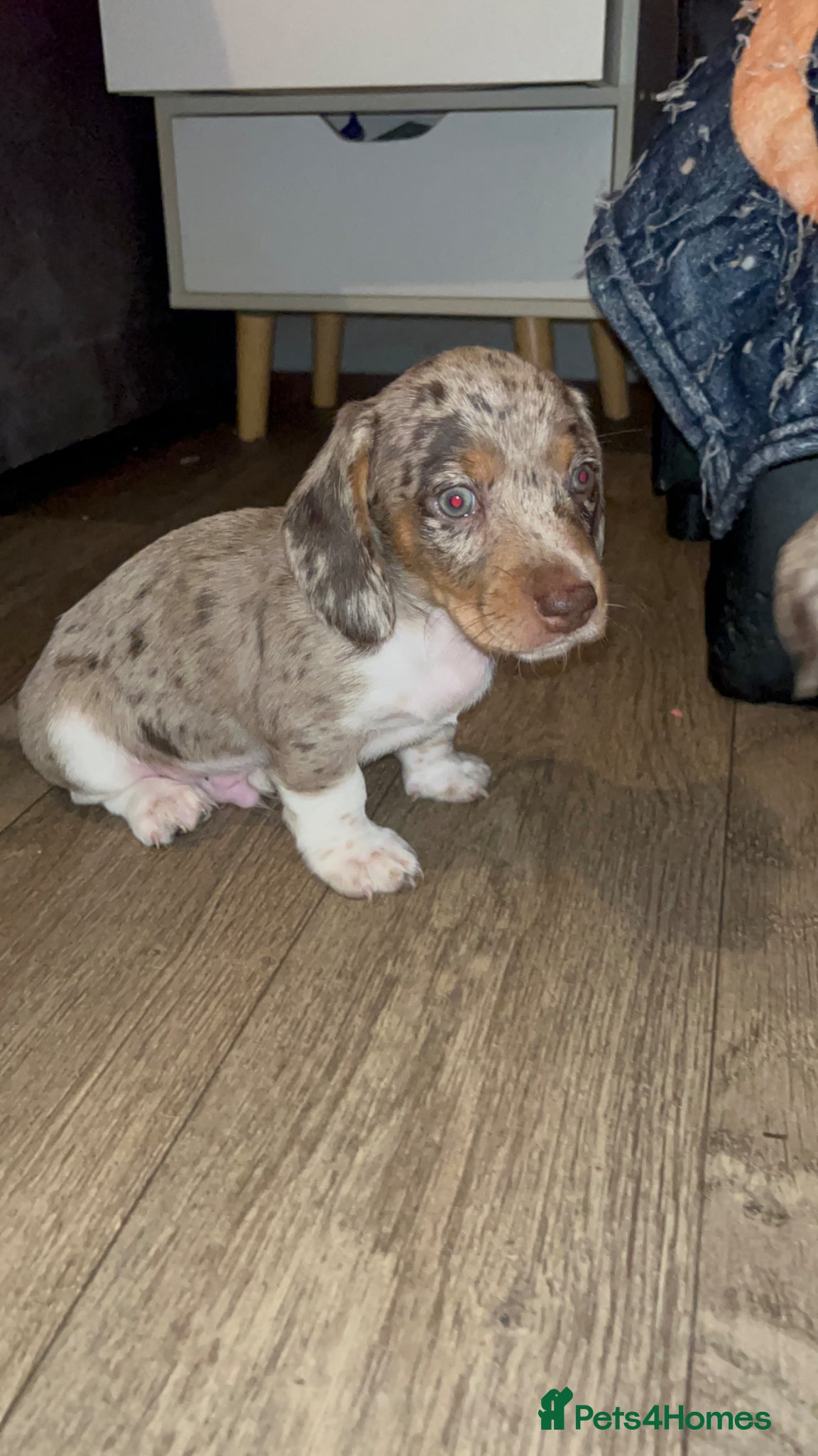 Miniature Dachshund dogs FOUR STUNNING MALES  - Advert 1
