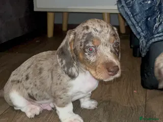Miniature Dachshund dogs FOUR STUNNING MALES - Advert 5