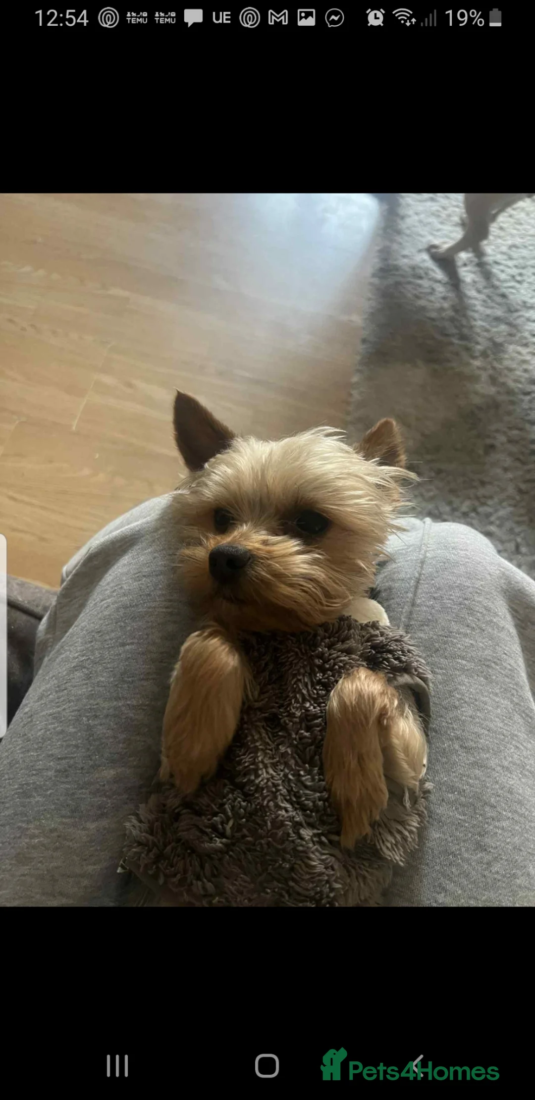 Yorkshire Terrier dogs for stud: Long haired mini Yorkshire terrier to stud  - Advert 2