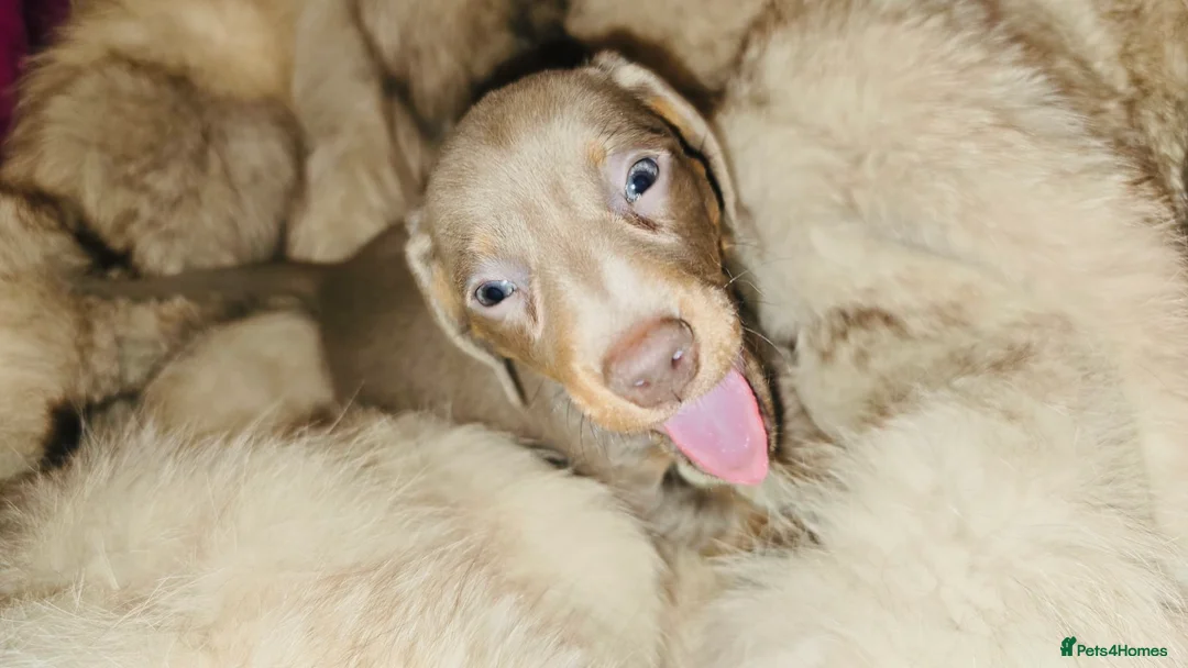 Miniature Dachshund dogs for sale: KC Mini Dachshunds 2 Beautiful girls Ready!! - Advert 12