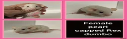 Rat rodents for sale: Adorable Dumbo Baby Rats  - Advert 28