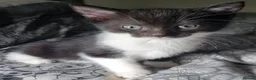 Domestic Shorthair cats for sale: Ready to Fly the Nest  - Advert 30