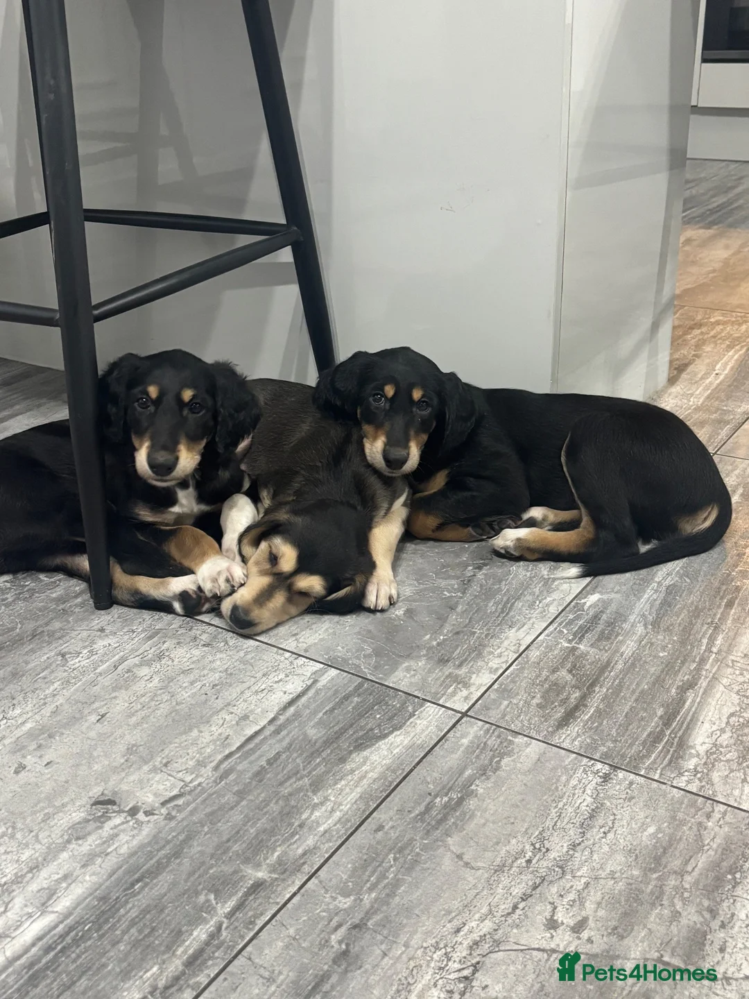 Saluki dogs for sale: Saluki puppies  - Advert 2